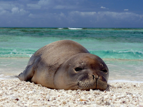 Hawaiian Monk Seal Pup, Northwest Hawaiian Islands NWR, HI | Mark Sullivan